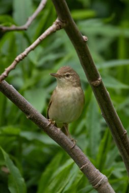 Blyths sazlık bülbülü ağacın dalında oturuyor. Sevimli küçük ötücü kuş. Vahşi hayatta kuş.