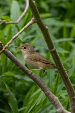 Blyths sazlık bülbülü ağacın dalında oturuyor. Sevimli küçük ötücü kuş. Vahşi hayatta kuş.