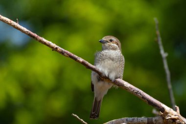 Beautiful nature scene with Red-backed Shrike (Lanius collurio). Wildlife shot of Red-backed Shrike (Lanius collurio) on branch. Red-backed Shrike (Lanius collurio) in the nature habitat.