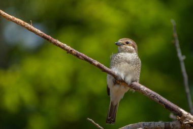 Beautiful nature scene with Red-backed Shrike (Lanius collurio). Wildlife shot of Red-backed Shrike (Lanius collurio) on branch. Red-backed Shrike (Lanius collurio) in the nature habitat.