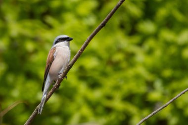 Beautiful nature scene with Red-backed Shrike (Lanius collurio). Wildlife shot of Red-backed Shrike (Lanius collurio) on branch. Red-backed Shrike (Lanius collurio) in the nature habitat.
