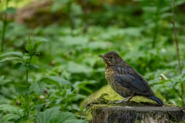 Ailesi tarafından beslenmeyi bekleyen genç bir Blackbird 'ün portresi.