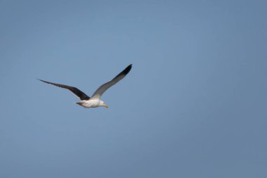 Gölün veya denizin üzerinde uçuşan daha az Kara Sırtlı Martı (Larus fuscus)