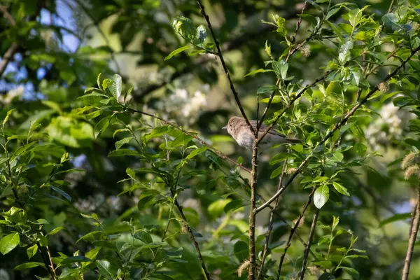 Bahçe bülbülü, Sylvia Borin. Bir kuş bir ağaç dalına oturur ve şarkı söyler
