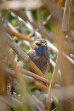Luscinia svecica, Cyanecula svecica, Bluethroat doğal ortamında