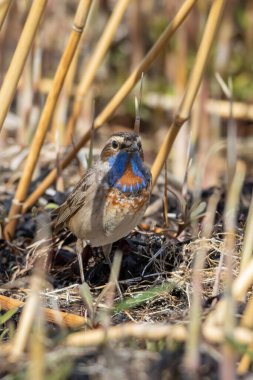 Luscinia svecica, Cyanecula svecica, Bluethroat doğal ortamında.