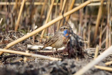 Luscinia svecica, Cyanecula svecica, Bluethroat in natural habitat. Yerdeki pozlar.