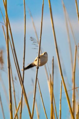 beraded tit Female (panurus biarmicus) - reedling - in natural habitat