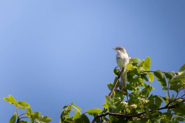Beyaz Boğaz Sylvia komünis yeşil bir çalılıkta ve mavi gökyüzünde oturuyor.