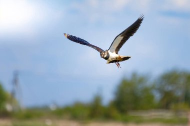 Kuzey kanadı ya da mavi gökyüzünün altında uçmakta olan çiş beyinli. Şirin, parlak sahil kuşu. Vahşi hayatta kuş.