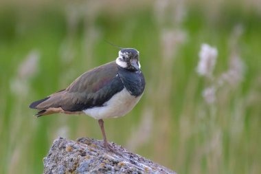 kanat (vanellus vanellus) ilkbaharda doğal yaşam alanında 