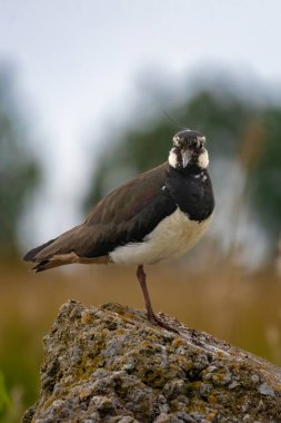 kanat (vanellus vanellus) ilkbaharda doğal yaşam alanında 