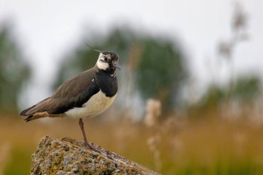 kanat (vanellus vanellus) ilkbaharda doğal yaşam alanında 