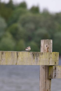 Kuzey Wheatear Oenanthe Oenanthe kadın çitin üzerinde oturuyor. Vahşi yaşamda sevimli sıradan bir kuş.
