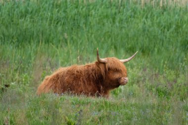 Highland sığırları (Bov Taurus) tarım hayvanları yönetimi ve gıda üretimi için doğal ortamda otluyorlar