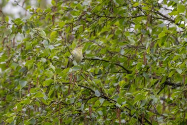 Icterine warbler hippolais icterina çalılığın dalında şarkı söylüyor. Vahşi doğada tatlı, küçük, yeşil ötücü kuş..