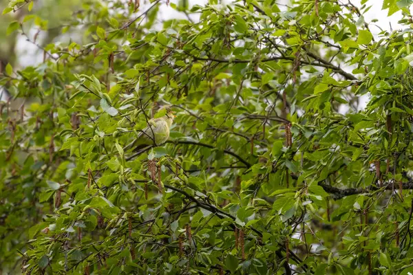 Icterine warbler hippolais icterina çalılığın dalında şarkı söylüyor. Vahşi doğada tatlı, küçük, yeşil ötücü kuş..