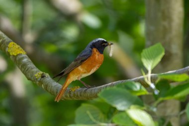 Çocuklar için böceklerle Kızıl Başla Phoenicurus Phoenicurus.