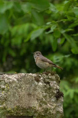 Dişi Kızılay yeşil arkaplan üzerine tünemiş.