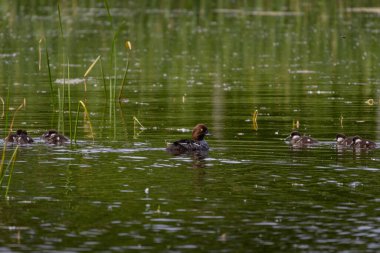 Dişi sıradan altın göz (Bucephala clurla) ve gölde yüzen ördek yavruları.
