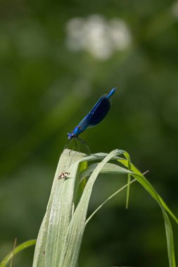 Yusufçuk açık havada (coleopteres ihtişamlı) çimenlerde oturuyor