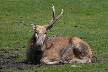 Çin geyik - hayvan park fotoğraflandı David'ın geyik (Elaphurus davidianus)