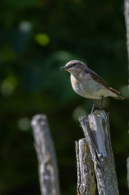 Çitin üzerinde oturan dişi bir Kuzey Wheatear (Oenanthe oenanthe)