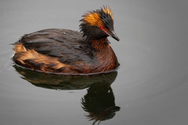 Gölün nemli havasında boynuzlu yunus (Podiceps auritus)