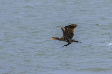 Büyük karabatak (Phalacrocorax carbo) su yüzeyinden uçuyor. 