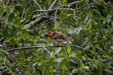 Yaygın gül yapraklı erythrinus erkek çalılıklarda şarkı söylüyor. Vahşi hayatta tatlı, parlak, kırmızı ötücü kuş..
