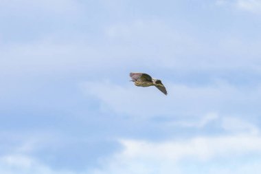 Bittern (Botaurus stellaris) mavi gökyüzüne karşı uçuyor