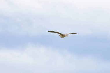 Bittern (Botaurus stellaris) mavi gökyüzüne karşı uçuyor