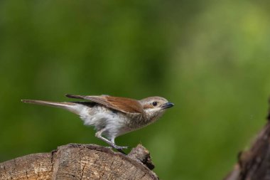 Kırmızı sırtlı örümcekkuşu, Lanius Collurio. Bir kuş eski bir sandığa oturur. Güzel yeşil arkaplan
