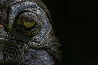 Habeş Kuzey kara kartallar, Bucorvus abyssinicus garip kuş