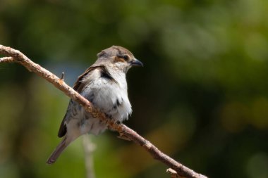 Kırmızı sırtlı Shrike 'ın (Lanius collurio) dala vuruşu. Kırmızı sırtlı Shrike (Lanius collurio) doğal ortamında.