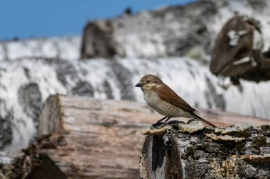 Wildlife shot of Red-backed Shrike female (Lanius collurio) on trunk.	