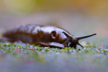 Close-up of the brick-red, dirty orange or brown Spanish slug (Arion vulgaris or Arion lusitanicus) on the ground in summer. Invasive species and horticultural and agricultural slug pest