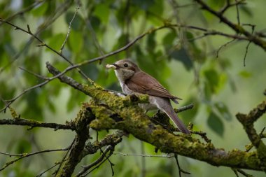 Kırmızı sırtlı örümcekkuşu dişi çalıların üzerinde oturuyor. Şirin küçük yırtıcı kuş. Arka plan, yeşil bulanık arkaplan. Vahşi hayatta kuş.