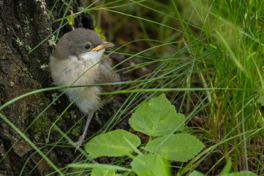 Küçük Whitethroat Sylvia Curruca genç bir ağaç dalında. Vahşi doğada şarkı söyleyen tatlı bir kuş..