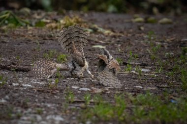 Avrasyalı boğucu, Jynx torquilla. Bir kuş yerde oturur ve yemek için savaşır.
