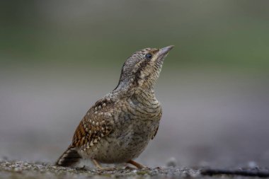 Avrasyalı boğucu, Jynx torquilla. Bir kuş yeşil bir zeminde oturur.