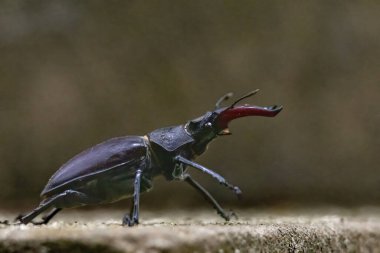 Lucanus Lucanus cervus böceği ya da kayalıklarda yaşayan geyik böceği.