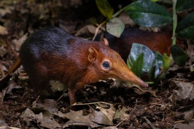 Peters horoz köpeği ya da hayvanat bahçesinde kırmızı omuzlu hortum blenny.