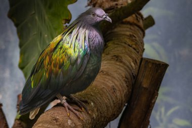 Yeni Gine 'de Caloenas nicobarica adında bir güvercin bulundu