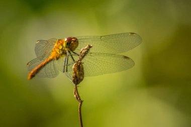 Doğada yaşayan yusufçuk. Doğada yusufçuk böceği.