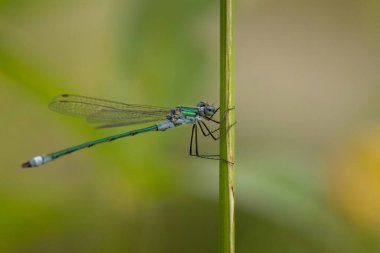 Erkek zümrüt böceği (Lestes sponsa) gölet kenarlarındaki sazlığa yerleşti.
