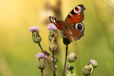 Avrupa Yaygın Tavus Kelebeği (Aglais io, Inachis io) yeşil arka planda