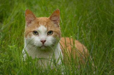 Evcil hayvan. Çimlerin arkasındaki kedi. Kedilerin yeşil gözleri