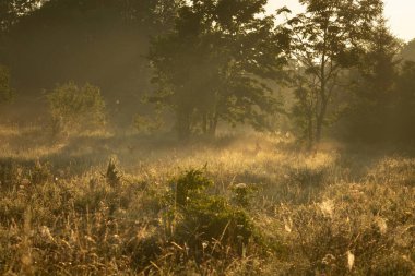 Sonbaharda bir çayırda sabahın erken saatlerinde, sislerin içinde yürüyen geyik boynuzuyla