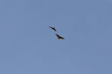 Gökte uçan bir çift sıradan züppe - Buteo buteo